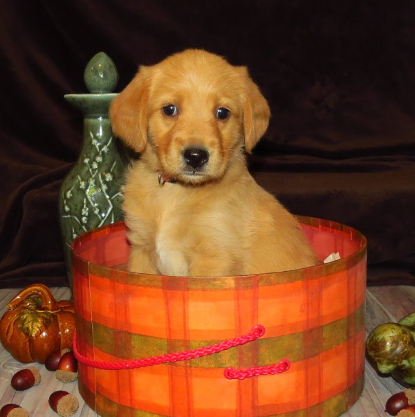 Syrah